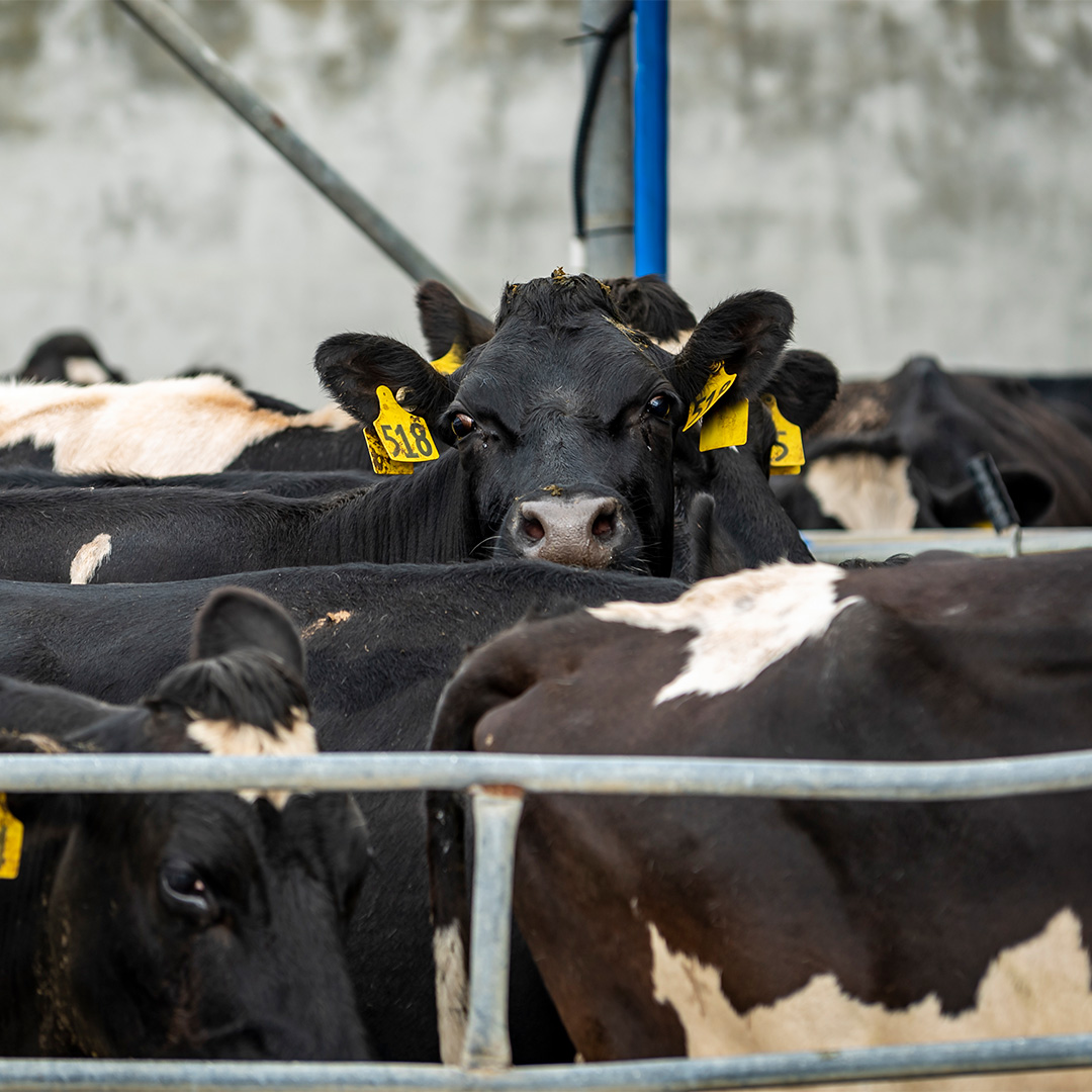 Udderly Organic Cows