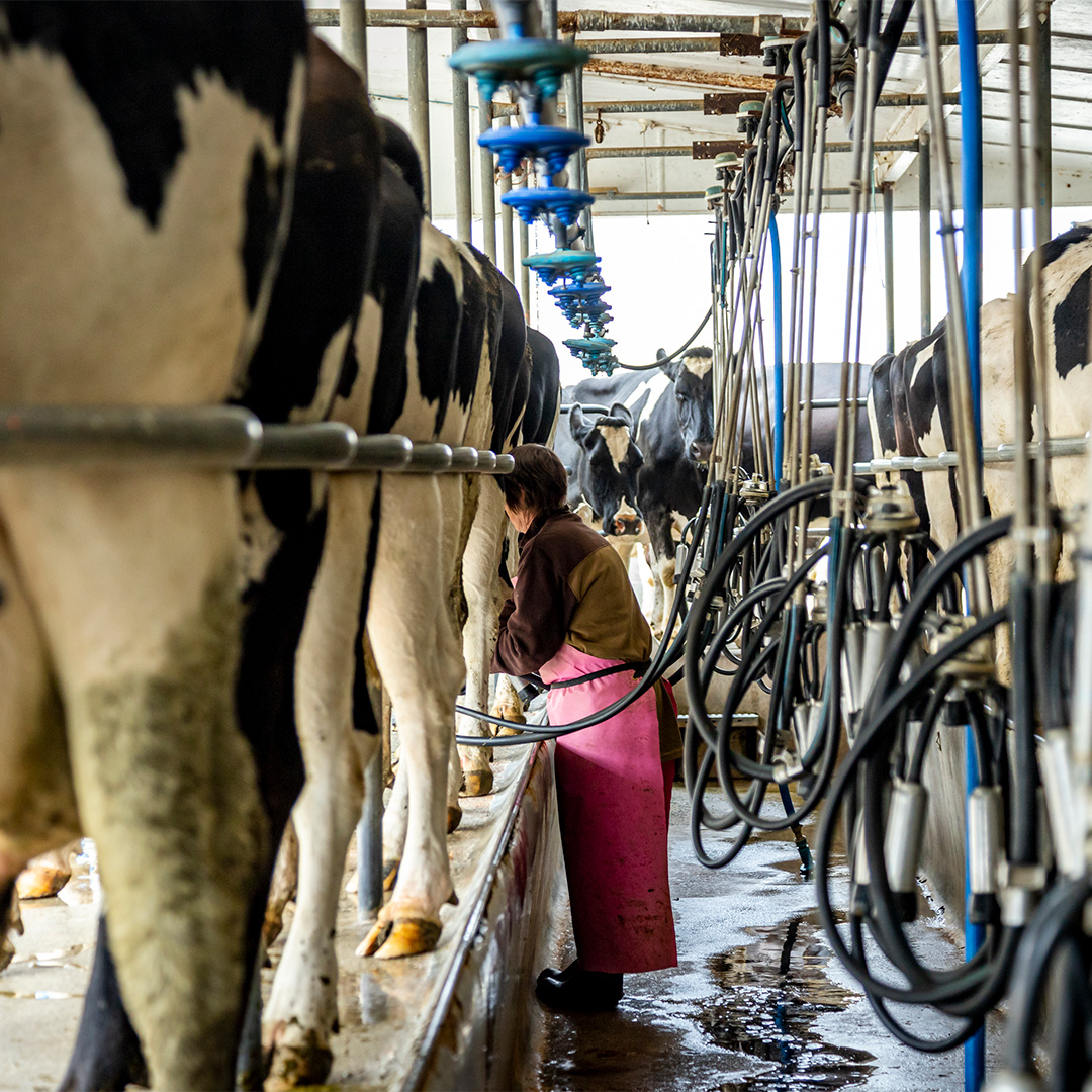 Udderly Organic Milking Process