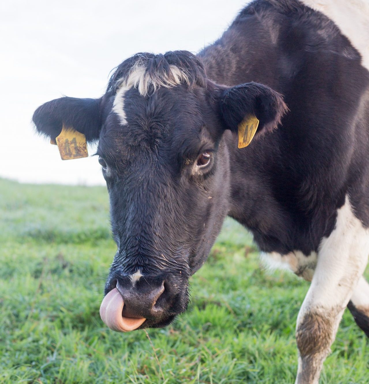 Udderly Organic Cows